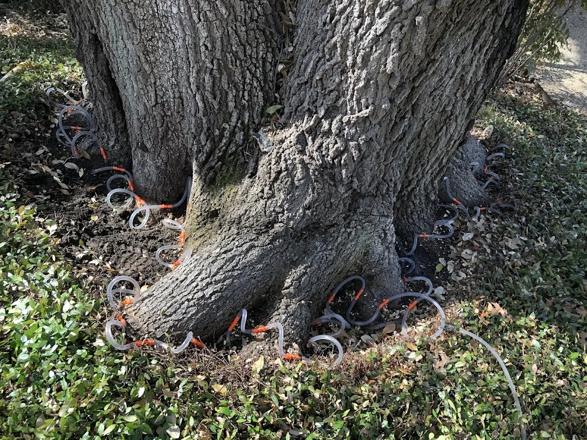 Detailed Tree Cabling and Bracing job site in Laughlintown