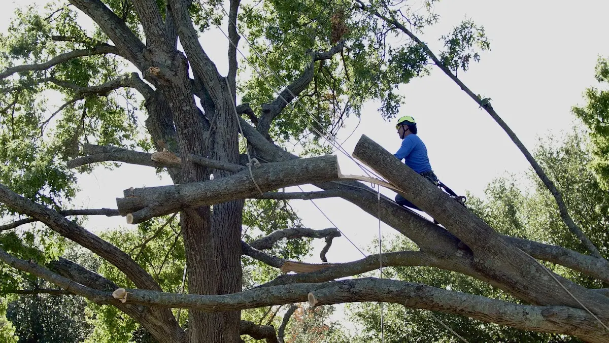 Professional Hazardous Tree Removal performed by certified arborists in Laughlintown
