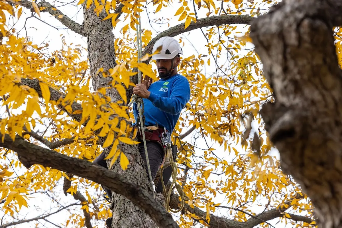 Skilled Tree Pruning crew working in Laughlintown
